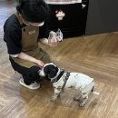 땡글이네 이미지