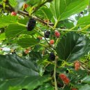 연학목장 이미지