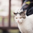 꽃냥이네 이미지