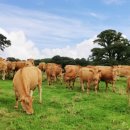 한우랑 돼지랑 이미지