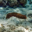 해삼농장 이미지