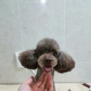 몽몽이 애견미용 이미지