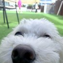댕글 | [경기/용인/기흥] 강아지 운동장과 수영장이 있는 용인 애견카페 ‘댕글라이프’ 방문후기