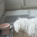 해피멍 | 냄새 잡는 배변패드 찾다가 정착한 해피멍 후기