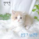 렉돌 냥이 이미지