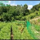 주생면 낙동마을 이미지