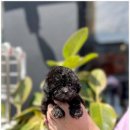 만남-행복한꿈 이미지