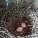 하루농장 이미지