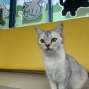익산 고양이카페 아이캣유 이미지