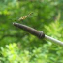 경춘농원 이미지