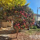 오리나무로 | * 부산 선동 회동수원지오리고기집 ::선동은행나무집:: 방문 후기 -