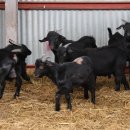 토종흑염소농장 이미지