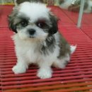 도꾸애견 이미지