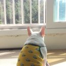 스파츄스 이미지