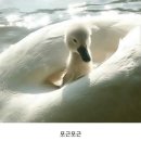 이즈풀