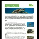Nov 5, Mabul Turtle Hatchery, Mabul Island. 이미지