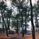 솔숲하우스 Daum카페
