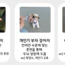 선샤인 반려견 유치원 이미지