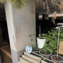 시장] 내돈내산 오늘의 김멍멍 산책 후 간식 맛 도리 DogBuddy 도그버디 애완용품 할인매장 간식 쇼핑 후기