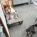 짱구애견 | 창원마산 아띠 애견미용 : 짱구채채미용후기 강아지미용추천