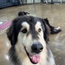 우리퍼피 이미지