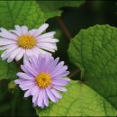 중한치경로당 이미지