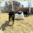 함평군환경관리센터 | 함평강아지파양 고민 끝 행복 시작