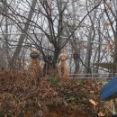 우리퍼피 이미지