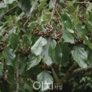 나무&가지