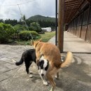 번개목장 | 제주 말목장에서 당세마들 주사보조 하고 온 날!