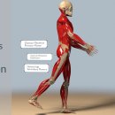 고관절 신전(Hip Extension)의 이해 걷기와 달리기의 핵심 움직임 이미지