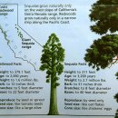 2017-10-16~18 Sequoia National Park 이미지