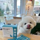 인트라젠 | 💙 활동량 많은 반려견 필수 루틴템, [인트라젠 조인트파워] 후기