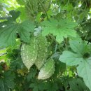 여주-0115 이미지