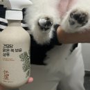 견묘당 | 호텔 입점 &lt;성분 좋은 강아지 샴푸&gt; 견묘당 쑥 스프레이 후기