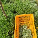 보리원농장 이미지