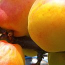 버드네농장 이미지