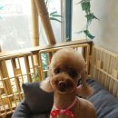 피닉스애견미용 이미지