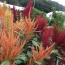 아마란스 이미지