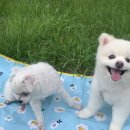 까까댕댕 이미지