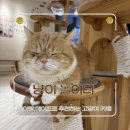 Pet & Cat | 일산 고양이카페 냥이놀이터 후기, 라페스타 일산 데이트 · 일산 아이랑 갈만한 곳