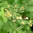 개나리공원 이미지