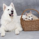 안녕, 내강아지 이미지