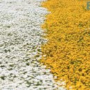 환상적인 노란 꽃길 만들어주는 금계국… 5월 봄꽃 보러 떠나는 국내 여행지 이미지
