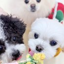 평산초등학교 | 평산동 애견유치원 안심하고 맡길 수 있는 공간, 다녀올개 이용 후기