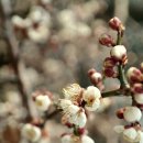 대추농장 이미지