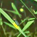 반딧불이민박 이미지