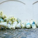 강아지 펫 헤븐 이미지