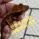 인천농장 | 크레스티드게코 분양 기록, 인천파충류샵 [꽁지농장]방문 후기