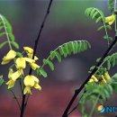 양구개느삼자생지 이미지